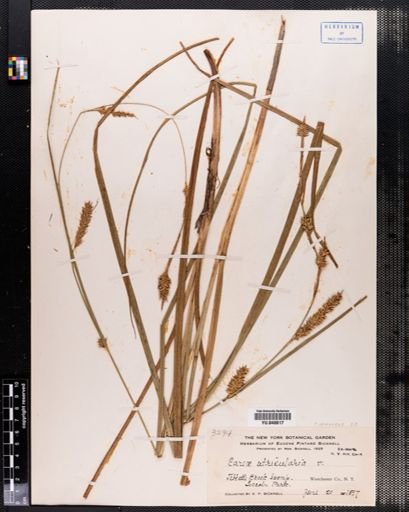 Carex