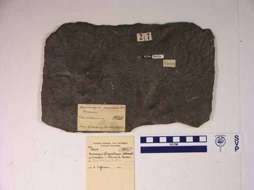 Anomoepus gracillimus