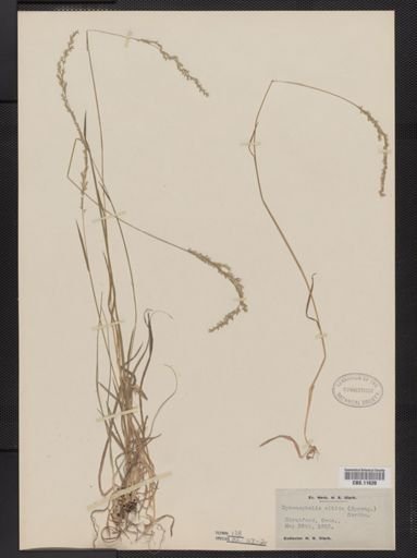 Sphenopholis nitida