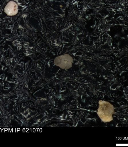 undet. Rugoglobigerinidae