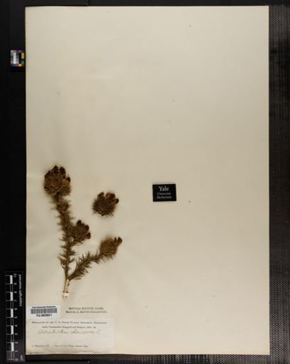 Aspalathus