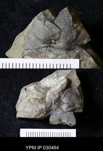 Calyptaulax glabella