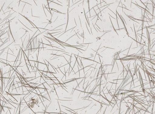 Halichondria