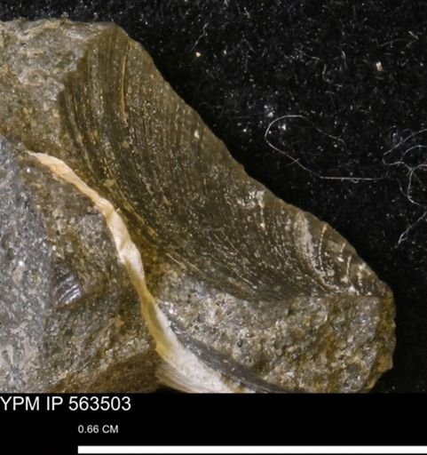 Limopsis striatopunctatus