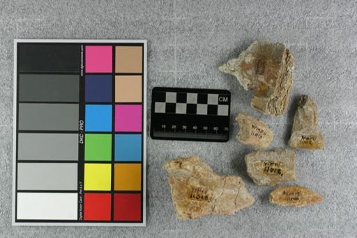 Metamynodon planiceps
