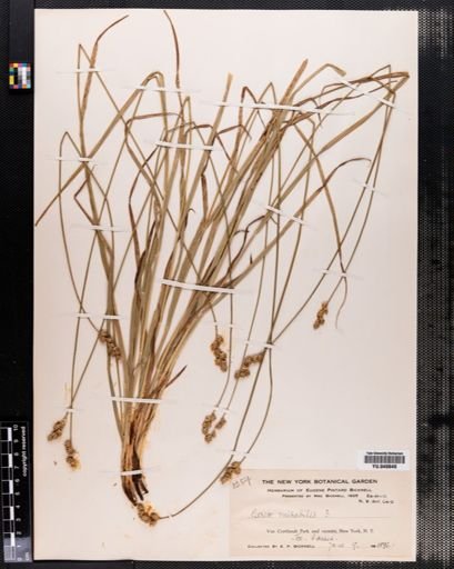 Carex normalis