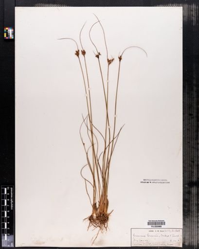 Juncus