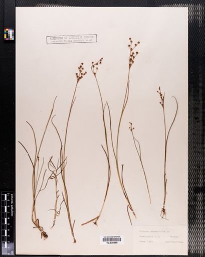 Juncus canadensis