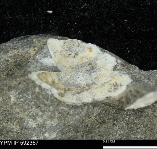 undet. Bivalvia