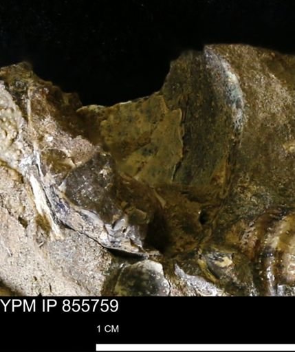 undet. Ammonoidea