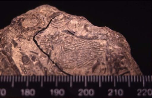 Polypora incepta