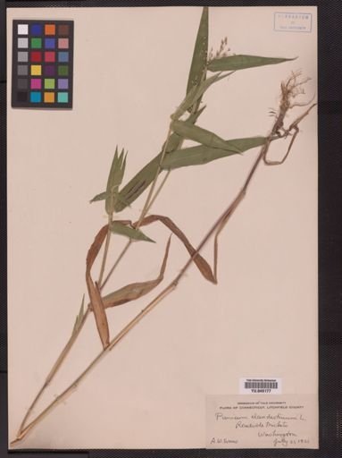 Panicum clandestinum