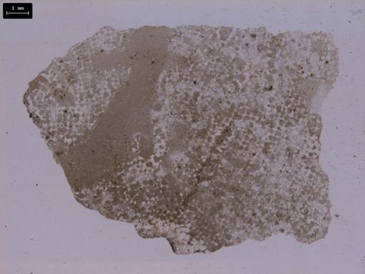 Craticularia