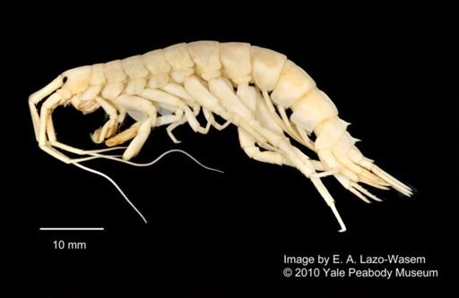 Paraceradocus gibber