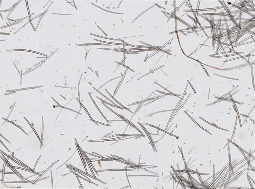 Spheciospongia vesparium