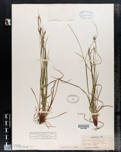 Carex debilis rudgei