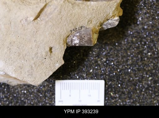 Baculites sp.