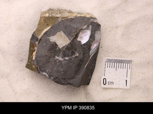 Baculites sp.