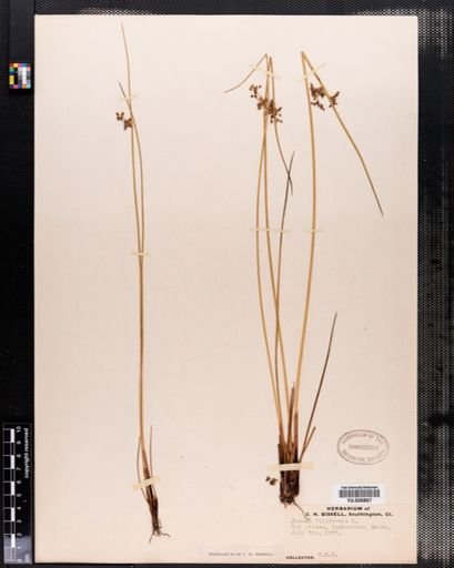 Juncus filiformis