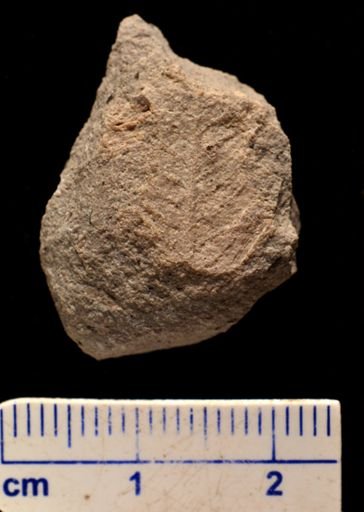 Gleichenia? bohemica