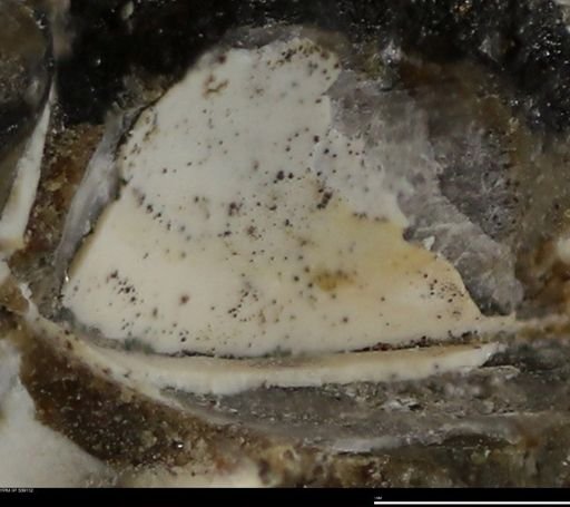 undet. Mollusca