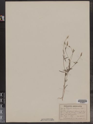 Polygala verticillata