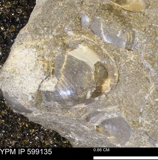 undet. Bryozoa