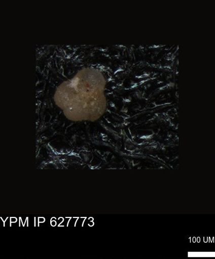 undet. Foraminiferida