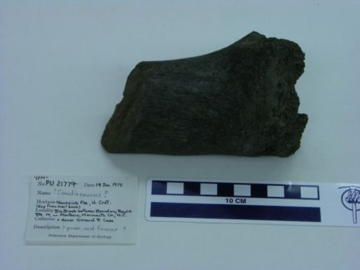 Cimoliasaurus?
