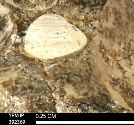 Protocardia subquadrata