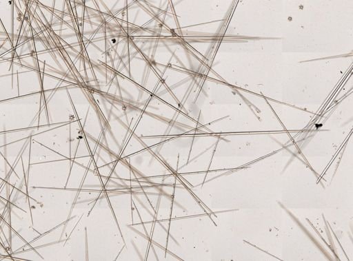 Tethya sp.