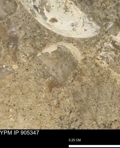 undet. Mollusca