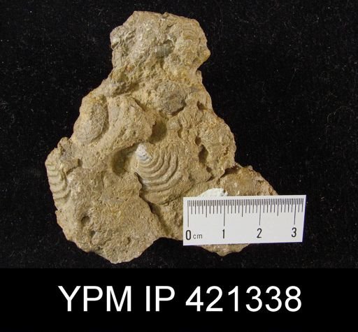 Leptaena sp.