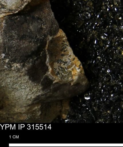 undet. Bivalvia