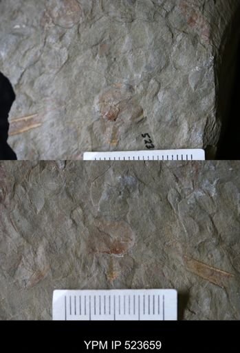 undet. Xiphosurida