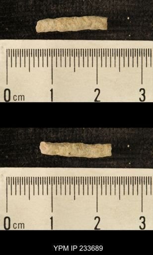 Archaeocidaris sp.