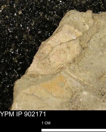 undet. Mollusca