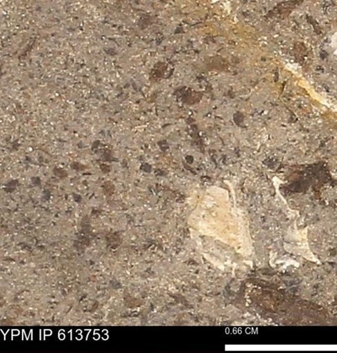 Scaphites sp.