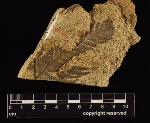Cladophlebis impressa
