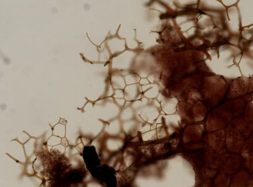 Smenospongia musicalis