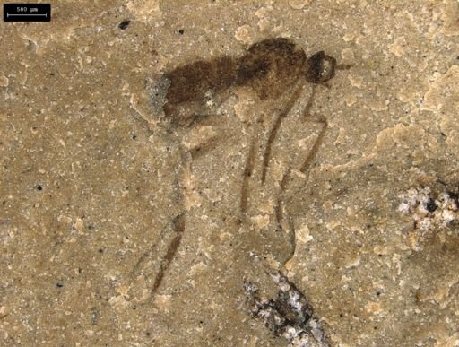 Diptera?