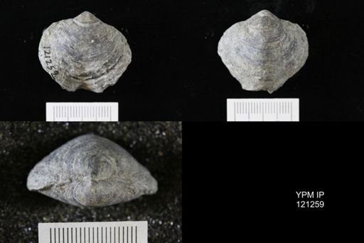 Athyris sp.