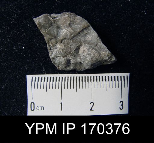 Aporthophyla sp.