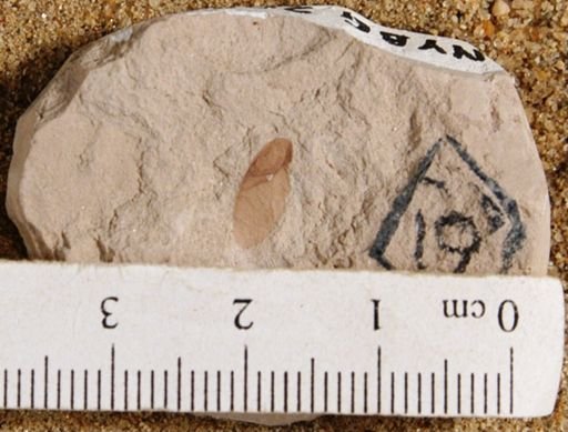 Cedrela pteraformis