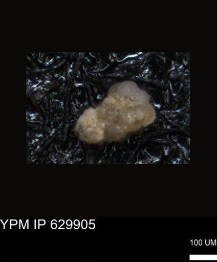 undet. Foraminiferida