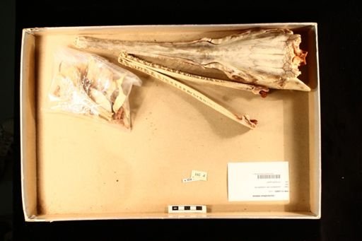 Lepisosteus osseus