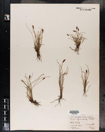 Carex