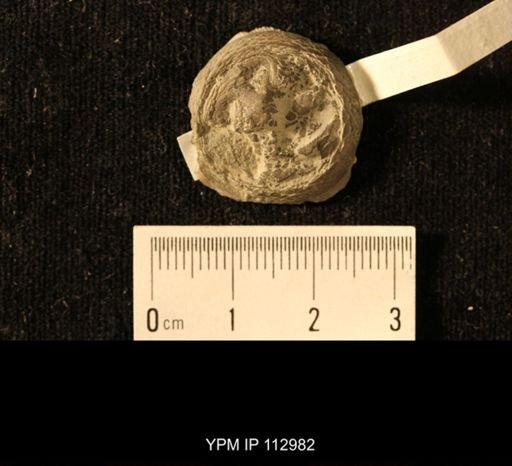 Isorophus cincinnatiensis