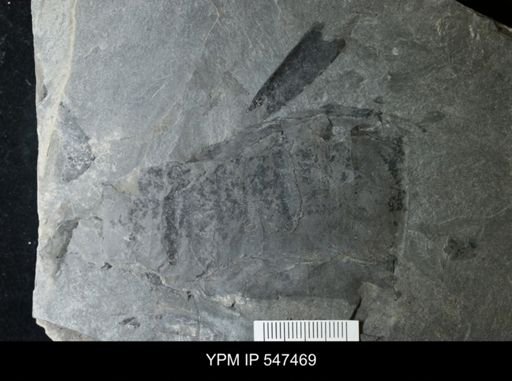 undet. Eurypterida