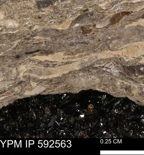 undet. Mollusca